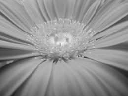 Gerbera in Black&White